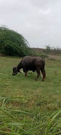 ખડેલું વેચવાનું છે