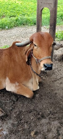ગાય વેસવાની છે.