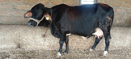 ફુલ જવાબદારી વાળી ગાય