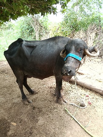 પેલા વેતરનું ખડેલું વેચવાનું છે