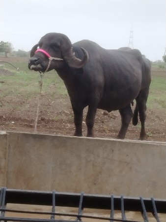 ખણેલી વેચવાની છે