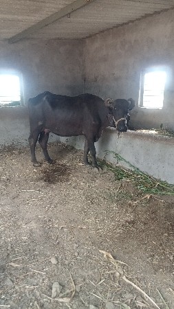 પેલું વેતર ખડેલી વેચવાની છે