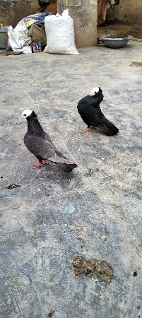 મૂકી જોડ ઈંડા બચ્ચાની ગેરંટી