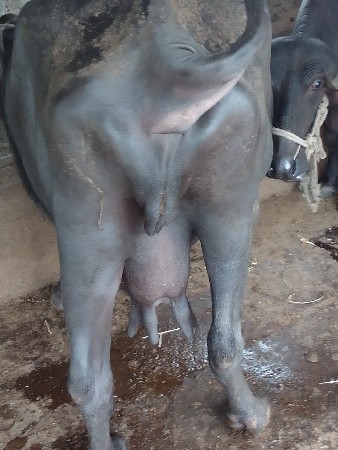 ભેંસ વેચવાની છે