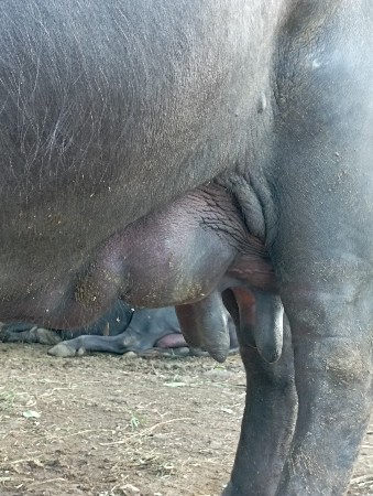 ભેસ વેચવાની છે