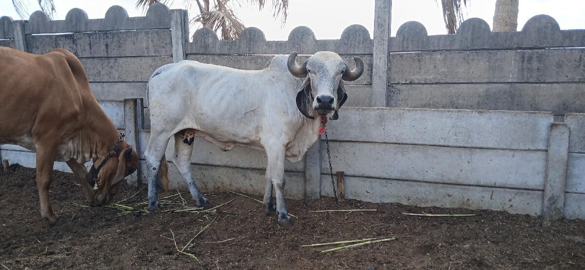 gir cow