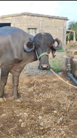 પેલું વેતર ખડાવી વેચવાની છે વયાણેલી