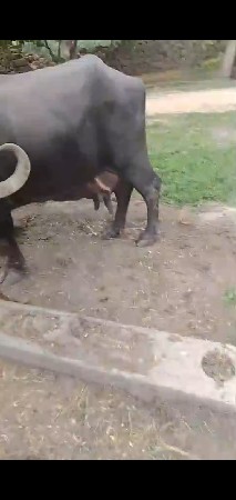 ભેંસ વેચવાની છે