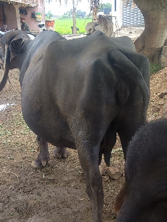 ભેશ‌ વેસવા ની છે