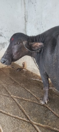 ખડેલી વેચવાની છે