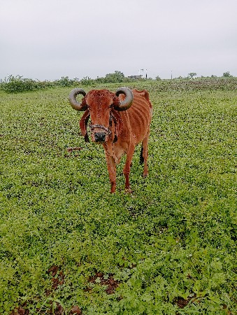 દેસી બળદ વેચવાનો છે