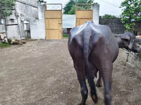 ભેંસ વેચવાની