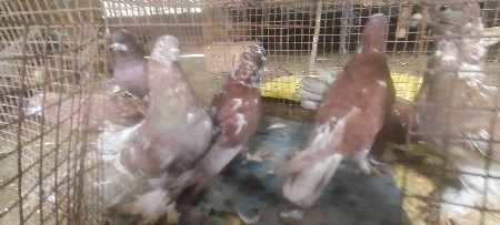 કબુતર વેચવા ના છે