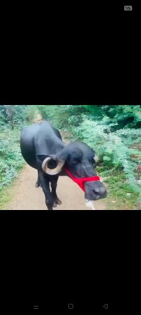 વેચવાની છે