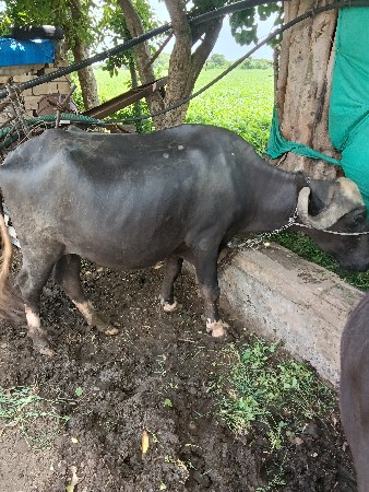 ભેંસ વેચવાની છે