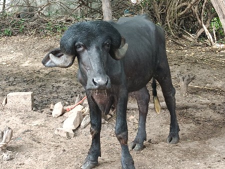 જાફરાબાદી પાડો વેચવાનો છે