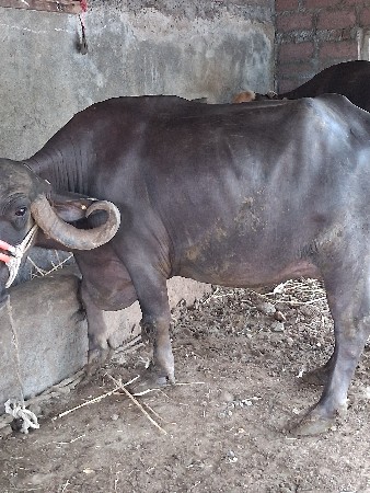 ભેંસ વેચવાની છે