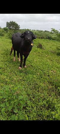 બીજુ વેતર ડોઢ મહીનાની વાર છે