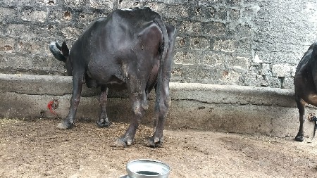 ભેસ વેસવા છે 15 દીવસ ની કાસી છે