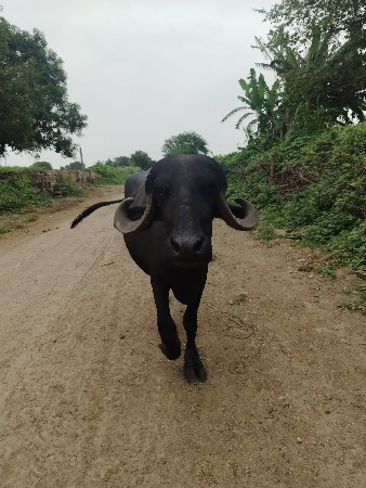 પેલા વેતરને ખડેલી વેચવાની છે