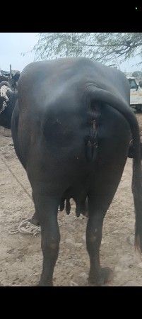 ભેંસ વેચવાની છે