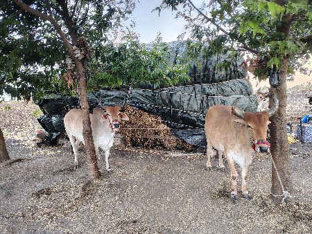 ગોઢલા વેચવા ના છે