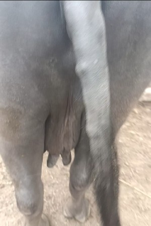 વેધર માટે છે
