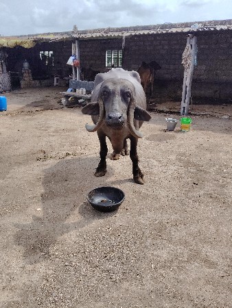 ગોવિંદ
