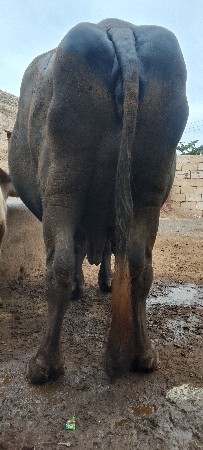 ભેંસ