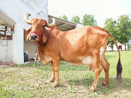 ગાય વેચવાની