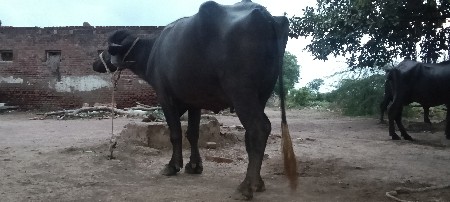 આ ભેંસ વેચવાની છે