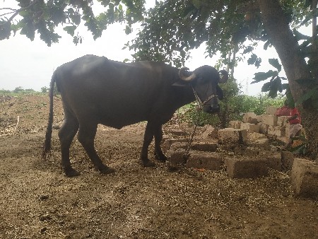 ભે઼સ વેચવાની છે