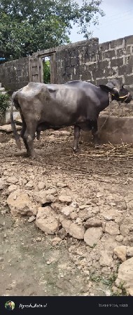 ભેંસ વેસવાની છે 9913516188 કોન્ટેક