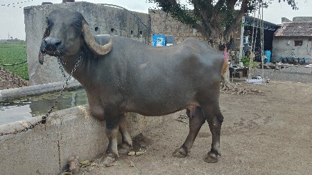 ભેંશ વેચવાની છે.