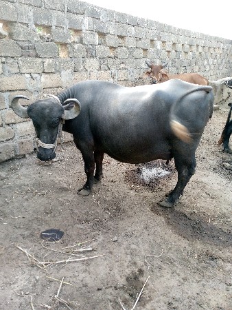 bhes. vechavani che