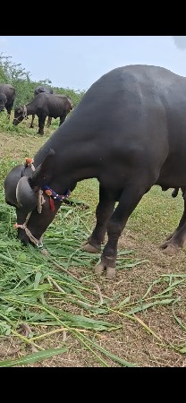 khadale vach vane che