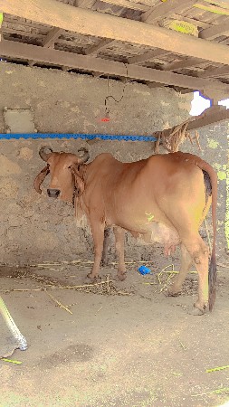આ ગાયના સાટા કરવાના છે