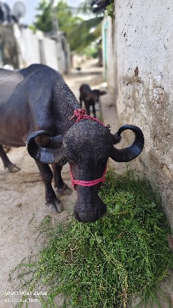 3 વેતર