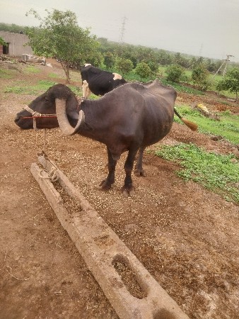 ભેંસ વેચવાની છે