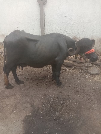 ભેંસ વેચવાની છે