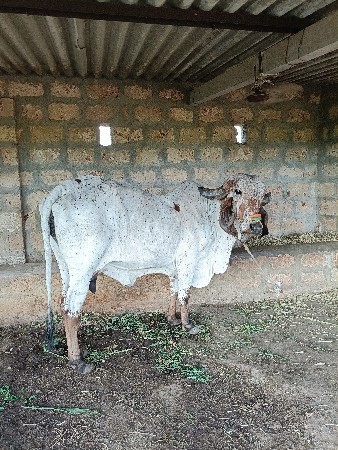 ગીર ગાય વેચવાની છે