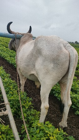 બળદ વેચવાનો છે.