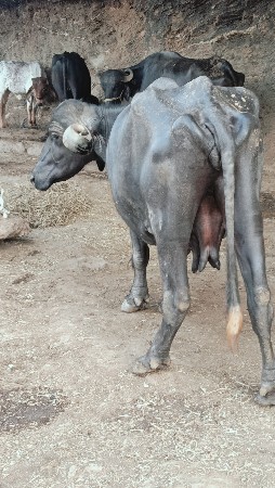ભેંસ વેચવાની છે વિયા છે 20. દિવસ મા