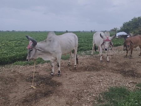 બળદ વેચવાના છે