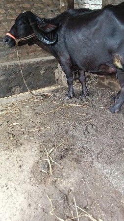 બીજું,વેતર