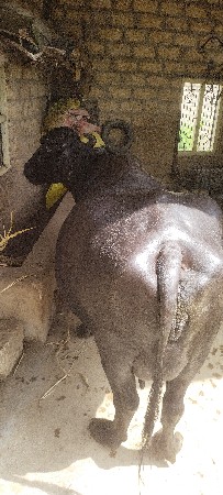 ભેંસ વેચવાની છે