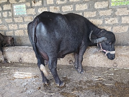 .૨ ભેંસ વેચવાની છે