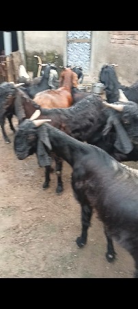 બકરા,,ગાભણા,,છે,,બધાય