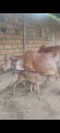 પેલીયત ગાય વેચવાની છે ગીર કાબરી