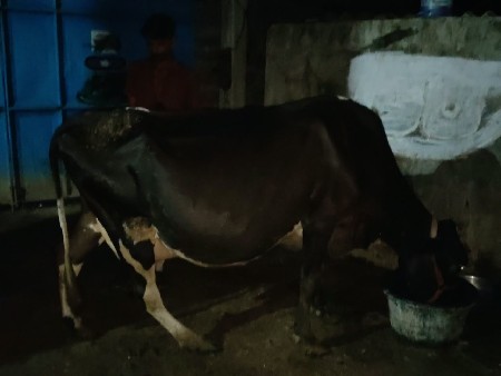 ગાય વેસવાની છે